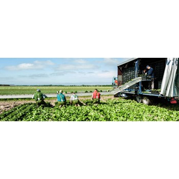 Dolfing Regenbroek P1 - 232 2 / 3