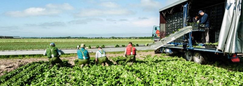 Dolfing P1 Classic Regen Tuinbroek met Kniestuk - 229  3 / 5