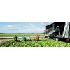 Dolfing P1 Classic Regen Tuinbroek met Kniestuk - 229  3 / 5