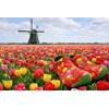 Nijhuis Klomppantoffel Groen Tulp art. SL.9928 2 / 4